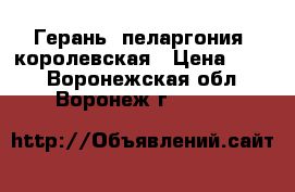 Герань (пеларгония) королевская › Цена ­ 150 - Воронежская обл., Воронеж г.  »    